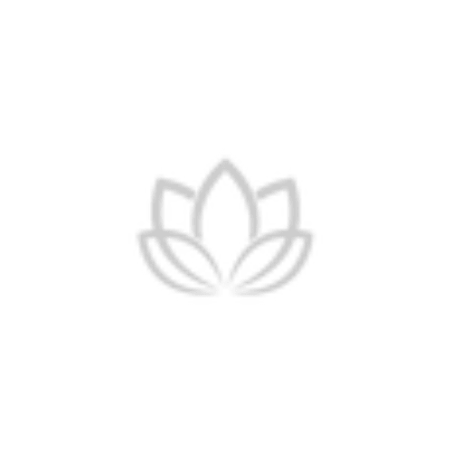 AccentrixCloud mark